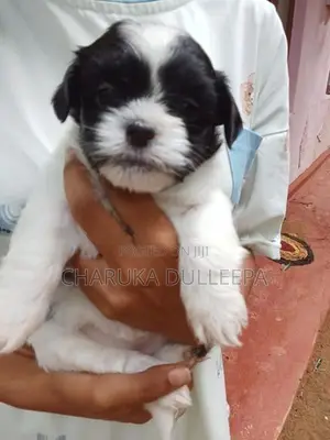 Shih tzu puppies