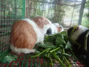 Guinea Pig