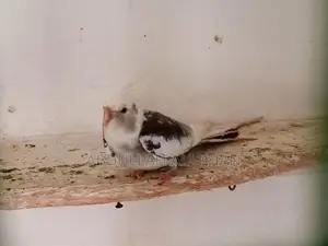 Cocktail Bird