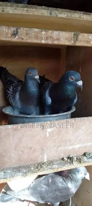 Pigeons