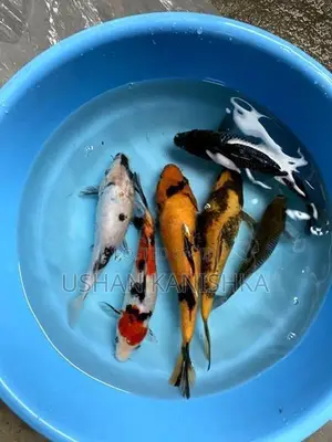 Koi Fish