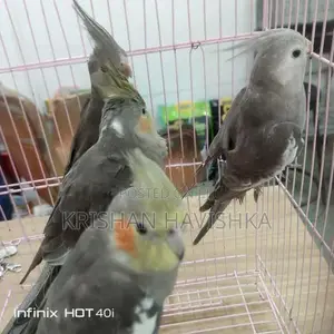 Cocktail Birds