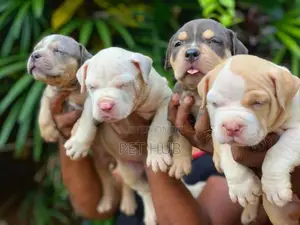 Amarican Bully Puppy