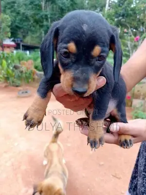 Dachshund Puppies