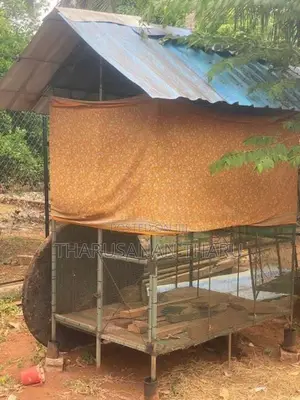 Birds Cages