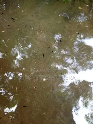 Baby Mollies Fish