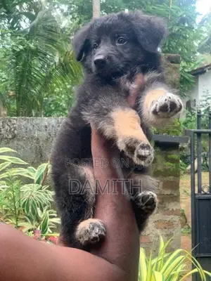 German Shepherd Long Coat