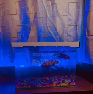 Fish Tank with