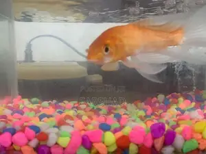 Carp Fish