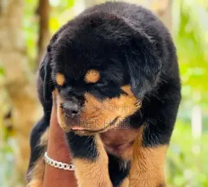 Rottweiler Puppies