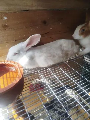 Rabbits
