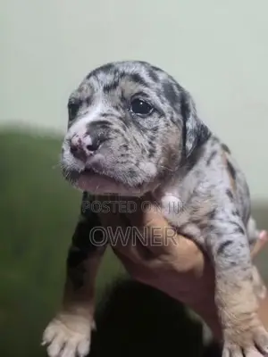 American Bully Puppies