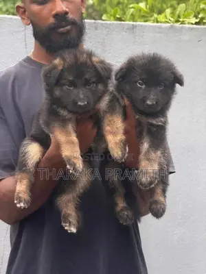 Garman Shephed Puppys