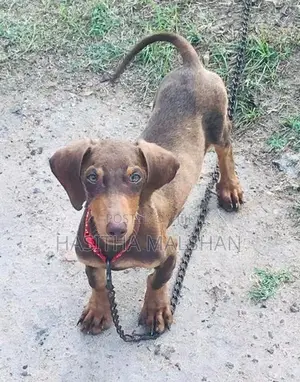 Doberman Mix Puppy