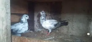 Pigeon
