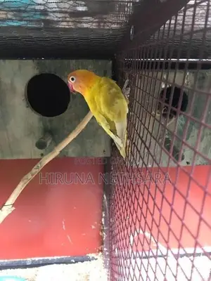 African Love Birds