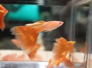 Orange Lase Guppy