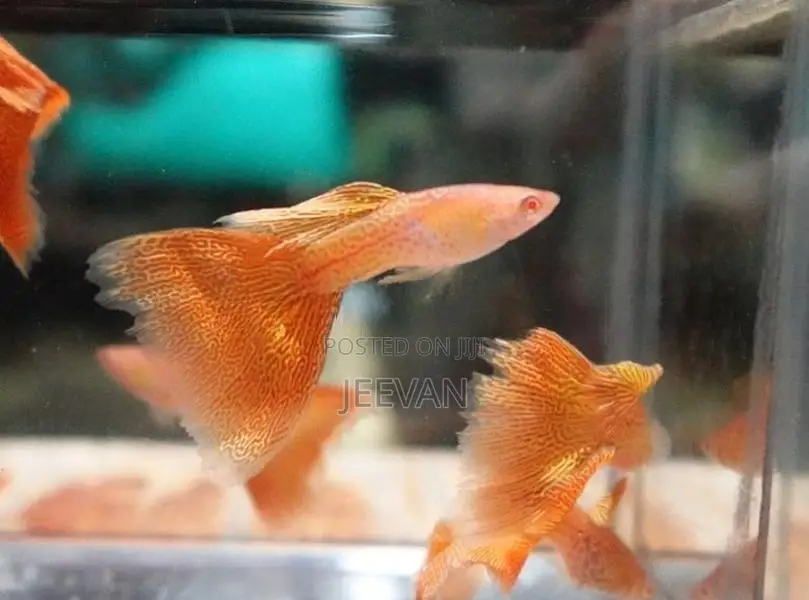 Orange Lase Guppy