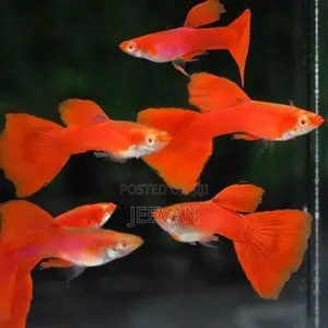 Albino Full Red Guppy