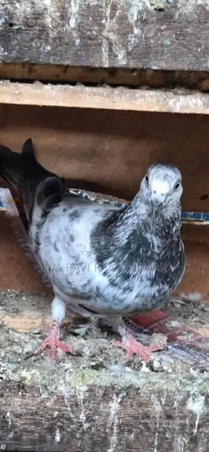 Pigeons
