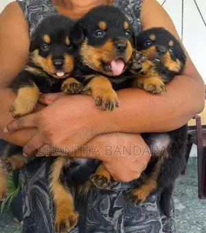 Rottweiler Puppies