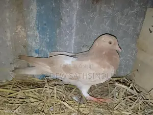 Pigeons