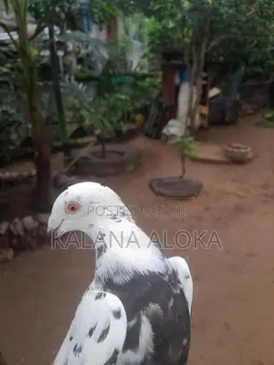 පරවියන්
