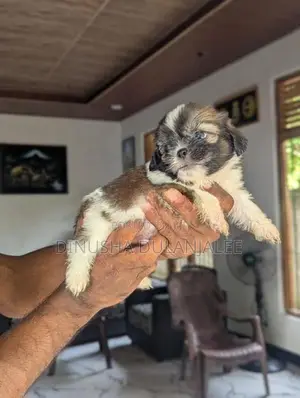 Shih Tzu Puppies
