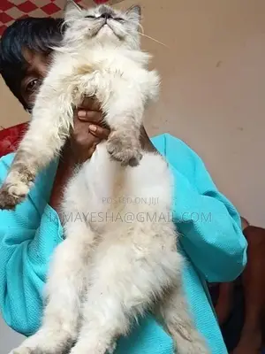 Persian Cat
