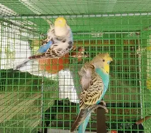 Helicopter Love Birds