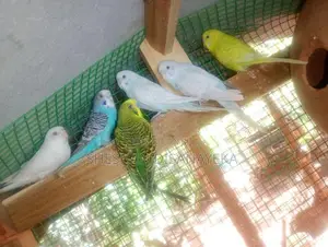 Love Birds / Cockatil