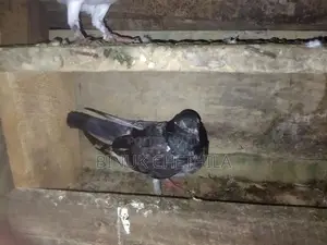 Pigeons