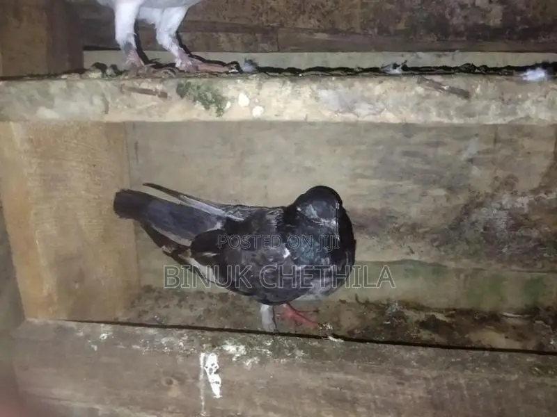 Pigeons