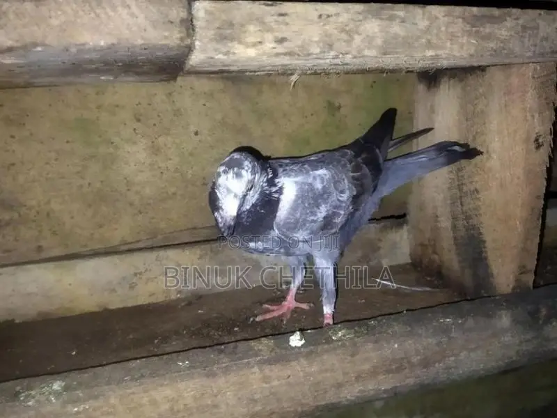 Pigeons