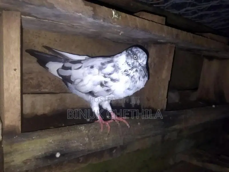 Pigeons