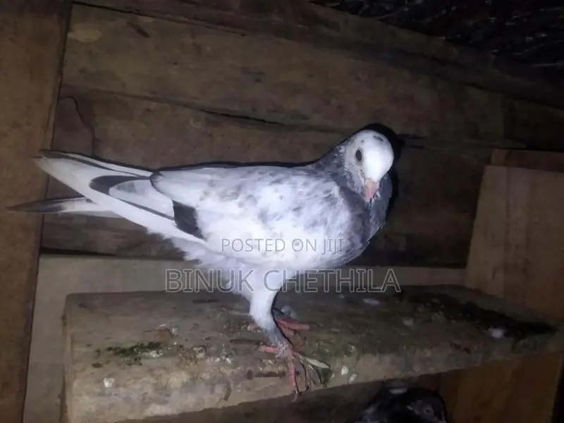 Pigeons