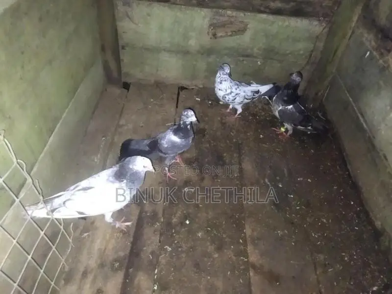 Pigeons