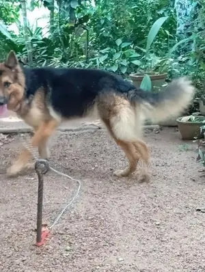 German Shepherd
