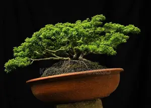 Bonsai Plants