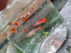 Koi Guppy