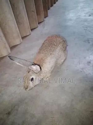 Rabbit
