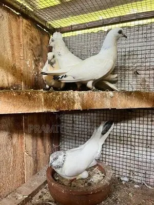 Pigeon