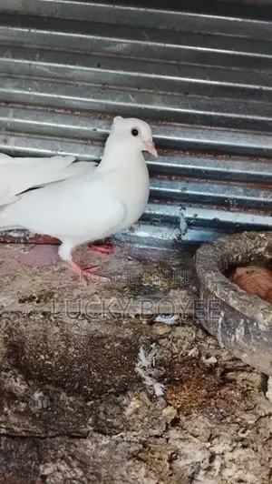 Konda Belty Pigeon
