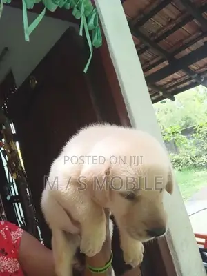 Labrador Retriever Puppy