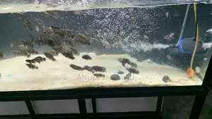Black Tiger Oscar Fish