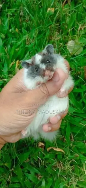 Hamster