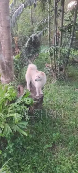 Pomeranian Puppy