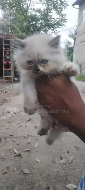 Himalayan Cat