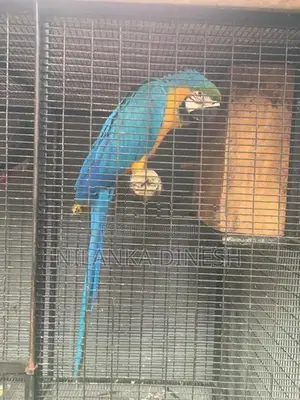 Macaw Bird