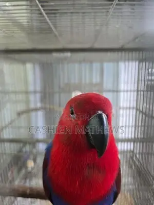 Eclectus Breeding Pair